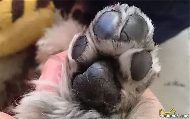 辟谣,狗狗舔爪不是在学猫咪洗脚,主人要小心狗子得了“脚气”