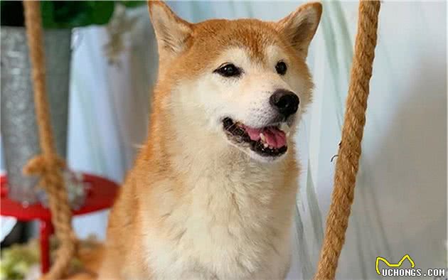 辟谣,狗狗舔爪不是在学猫咪洗脚,主人要小心狗子得了“脚气”