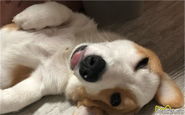 辟谣,狗狗舔爪不是在学猫咪洗脚,主人要小心狗子得了“脚气”