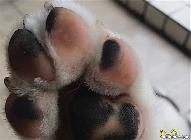 辟谣,狗狗舔爪不是在学猫咪洗脚,主人要小心狗子得了“脚气”