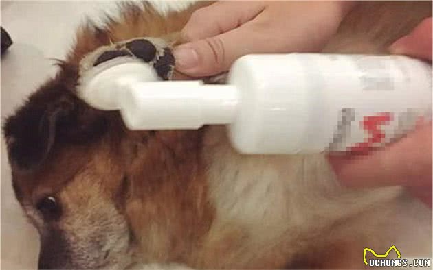 辟谣,狗狗舔爪不是在学猫咪洗脚,主人要小心狗子得了“脚气”