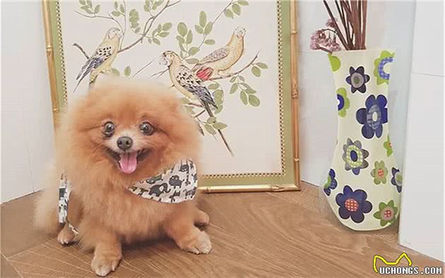 辟谣,狗狗舔爪不是在学猫咪洗脚,主人要小心狗子得了“脚气”