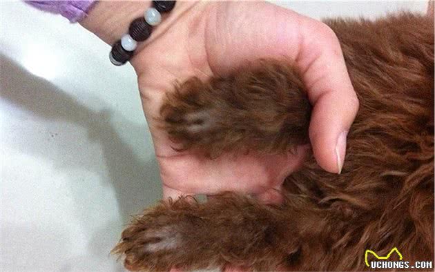 辟谣,狗狗舔爪不是在学猫咪洗脚,主人要小心狗子得了“脚气”