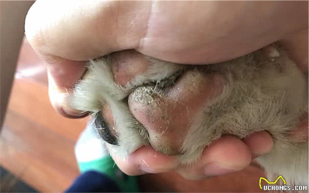 辟谣,狗狗舔爪不是在学猫咪洗脚,主人要小心狗子得了“脚气”