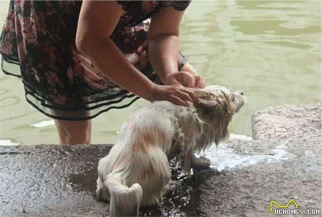 铲屎官不可盲目为爱犬洗澡，这五种情况下，洗浴将危害狗狗健康