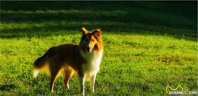 养了喜乐蒂牧羊犬以后，家里满地狗毛怎么办？