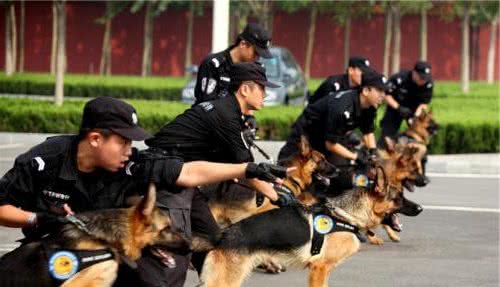 竞选警犬，智商第一的边境牧羊犬为何被拒？这才是真正的原因