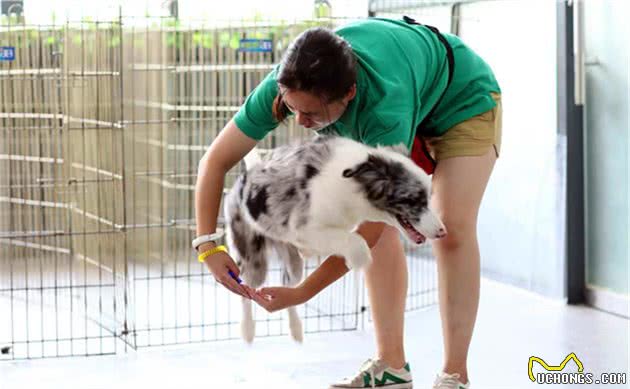 竞选警犬，智商第一的边境牧羊犬为何被拒？这才是真正的原因