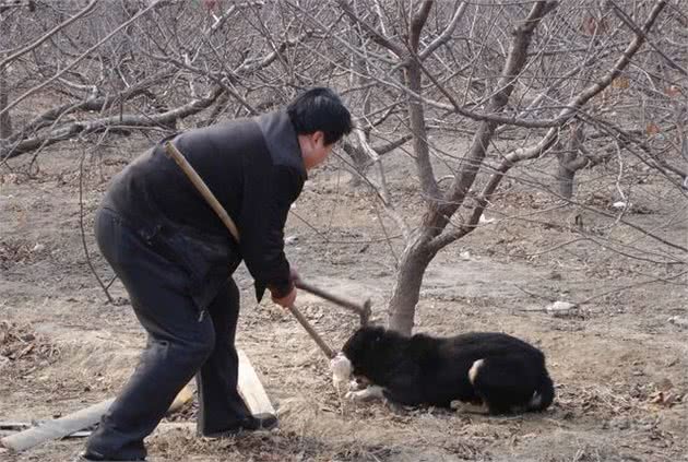 细解狗子忠诚，你会发现它们的忠诚并不是唯一，希望你得到其死忠