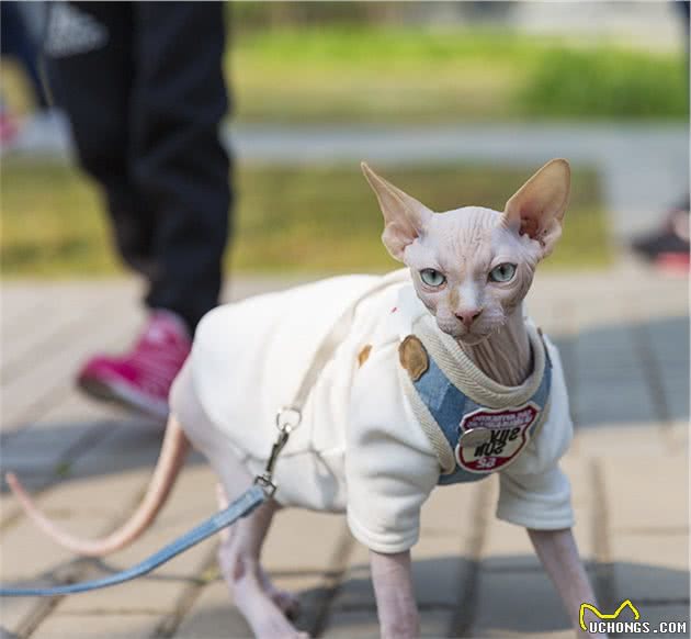 无毛猫其实也是温柔的小可爱