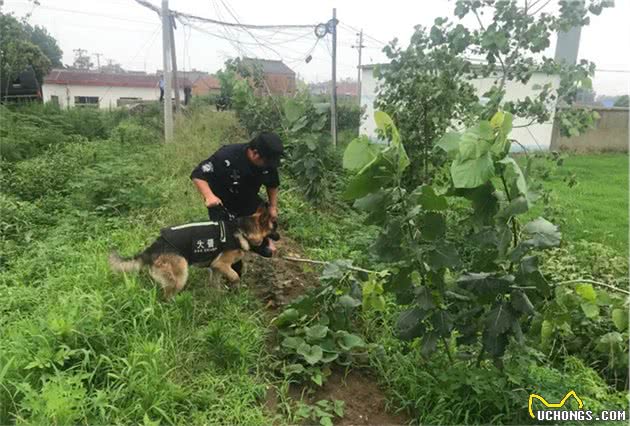 田千鹤：一名出色的追踪犬训导员