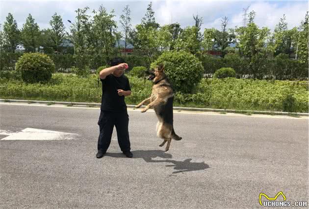 田千鹤：一名出色的追踪犬训导员