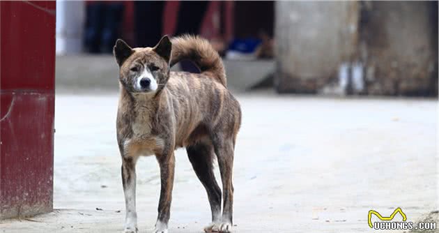 聊聊：什么原因让中华田园犬沦落至此？外国犬种真的比本土强吗？