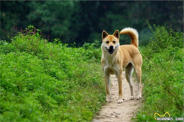 聊聊：什么原因让中华田园犬沦落至此？外国犬种真的比本土强吗？