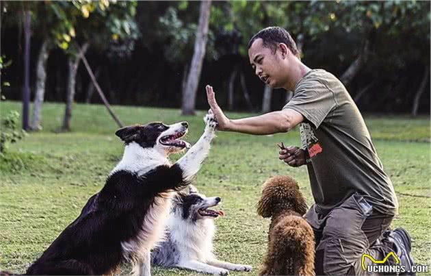 夏天“遛狗”，主人这六个做法，只会伤害狗狗