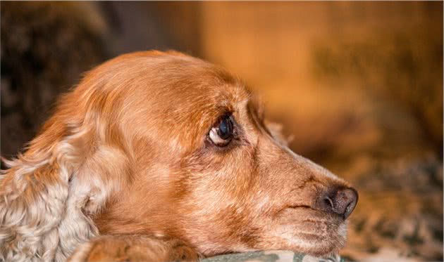 可卡犬的智商是非常聪明机灵的狗狗