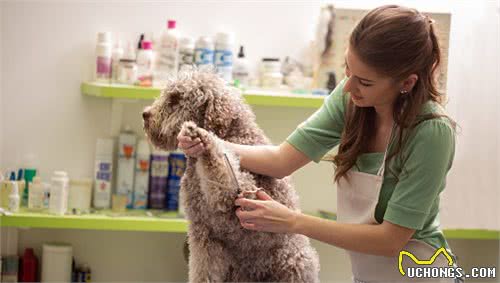 贵宾犬的优点和缺点：体型毛色选择多，玩具贵宾犬还很容易养