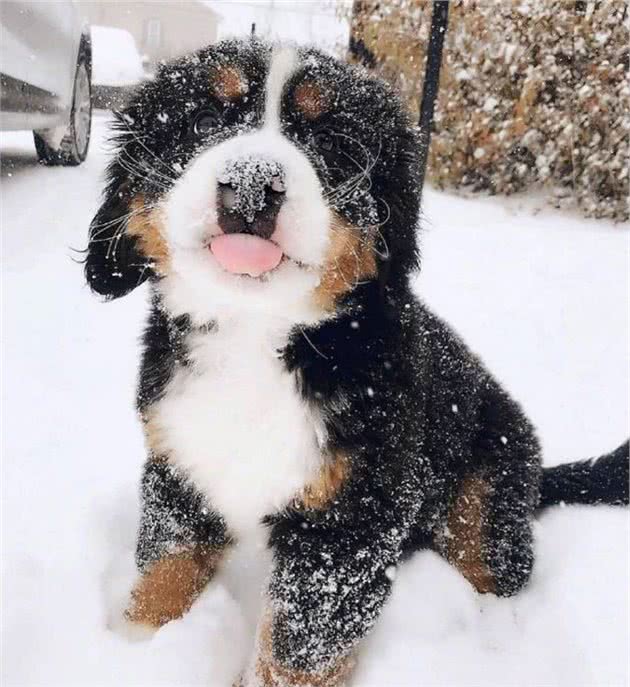 伯恩山犬在国内比较少见，在国外却是出了名的大暖汪！