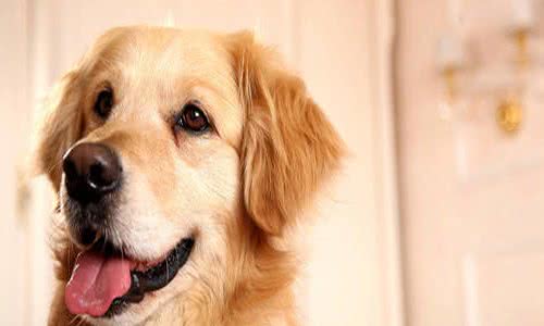 养宠经验:狗狗感冒了会自己好吗?处理狗狗感冒的措施参考