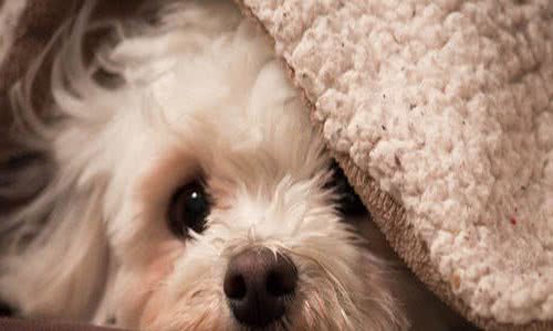 养宠经验:狗狗感冒了会自己好吗?处理狗狗感冒的措施参考