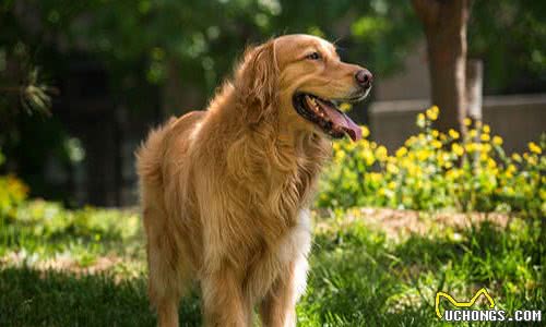 养宠经验:狗狗感冒了会自己好吗?处理狗狗感冒的措施参考