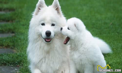 养宠经验:狗狗感冒了会自己好吗?处理狗狗感冒的措施参考