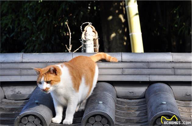 这两个国家猫咪大于一切，宁愿自己饿着，也要让猫咪吃饱！