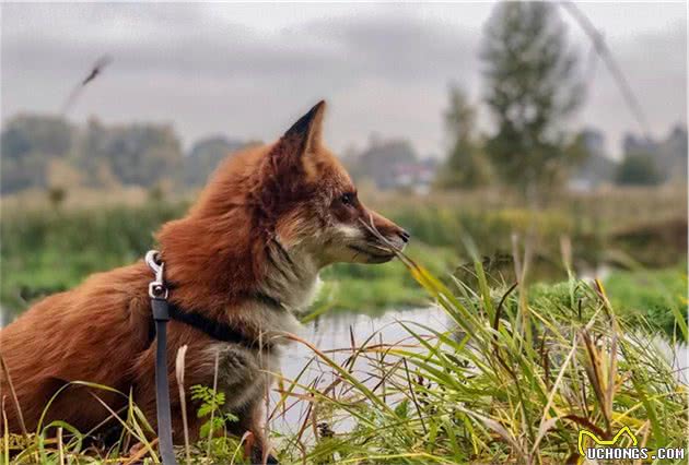 捡回来的流浪“柴犬”，越养越不对劲，看起来更像是某种野兽