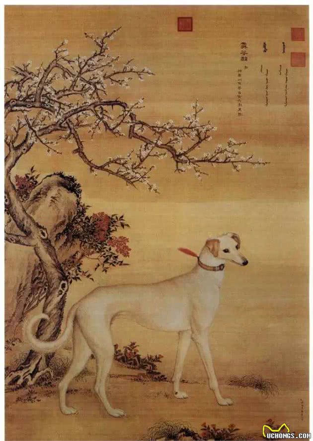 哮天犬是什么犬？