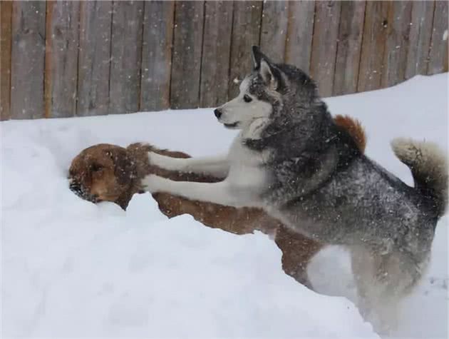 主人带猫咪玩雪，可胖猫赖在树上不愿下，原是脚冷怕被狗子追！