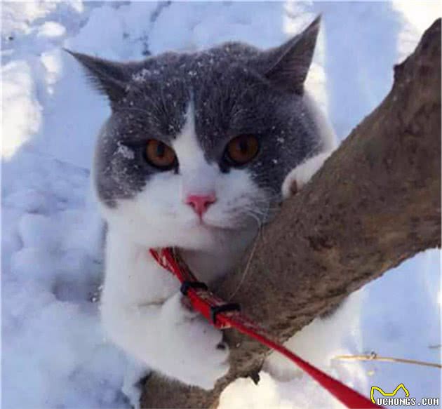 主人带猫咪玩雪，可胖猫赖在树上不愿下，原是脚冷怕被狗子追！