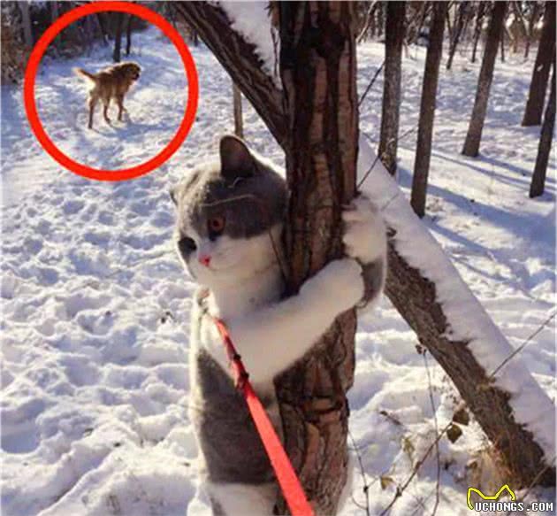 主人带猫咪玩雪，可胖猫赖在树上不愿下，原是脚冷怕被狗子追！