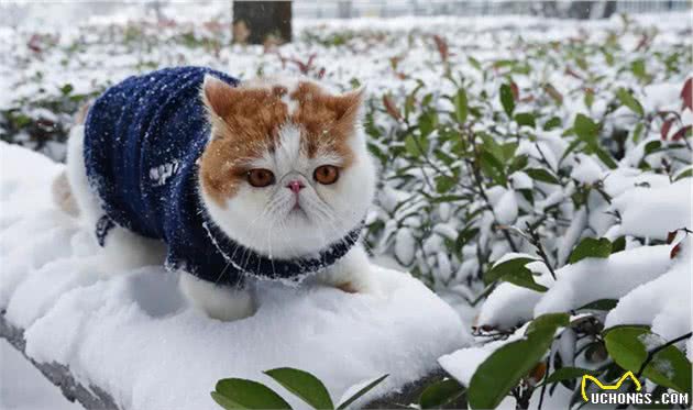 主人带猫咪玩雪，可胖猫赖在树上不愿下，原是脚冷怕被狗子追！