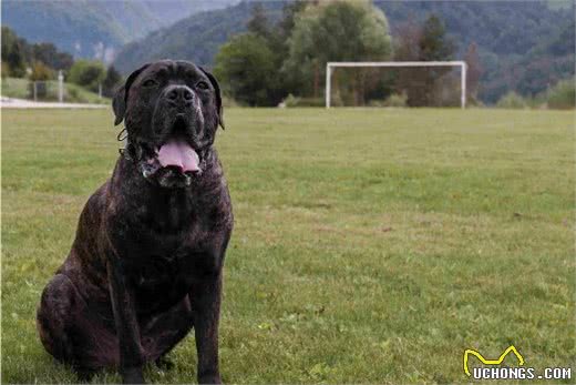 上得了厅堂，打得过流氓，家庭护卫专用犬，都是名门之后