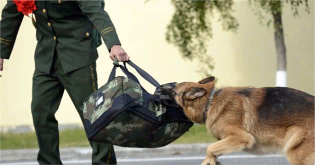 对主人非常忠心的6种小型犬，养过的人，都说不后悔