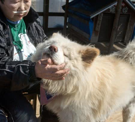 日本“以丑”而闻名的秋田犬，走完传奇一生，网友发文悼念