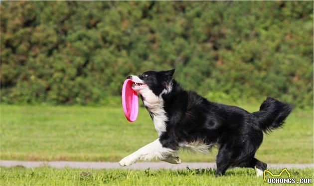 为什么这么多人喜欢边境牧羊犬