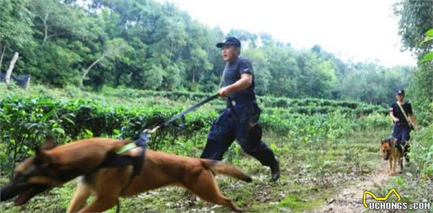 揭秘：杭州失踪案的警犬为什么鼻子会失灵？