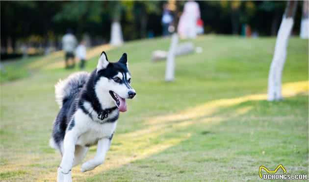 疾病知识：犬猫肾脏疾病之急性肾功能肾衰