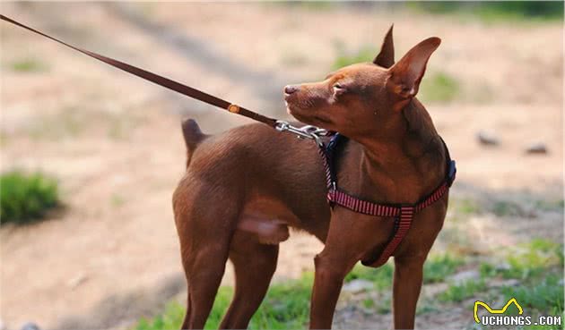 这几种小型犬，可爱又忠心，养了它们不亏