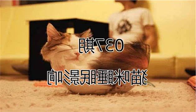 猫咪的四种睡姿代表不同心理活动，铲屎官需合理改善爱猫睡眠！