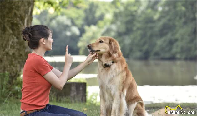 狗狗10大行为解读，了解狗狗情绪背后的含义