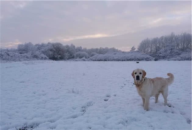 雪中遛狗的不完全指南，出门要给狗狗穿衣服保暖，雪橇犬除外