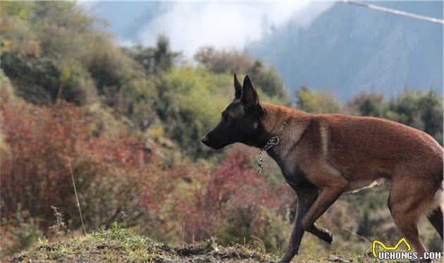 马犬终于上位警犬！让我来告诉你，有哪些理由