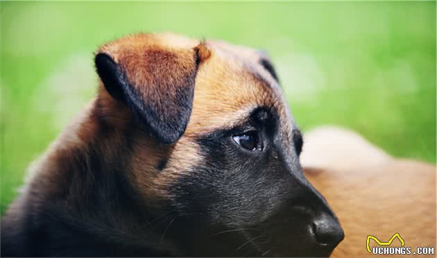 马犬终于上位警犬！让我来告诉你，有哪些理由