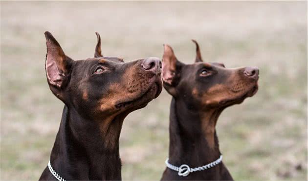 十分凶猛犬种之一＂杜宾犬＂，你敢养吗？