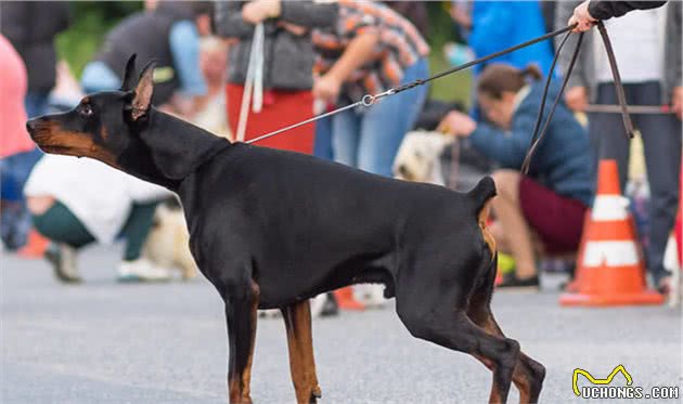 十分凶猛犬种之一＂杜宾犬＂，你敢养吗？