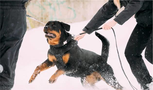 我国主要的警犬都有哪些