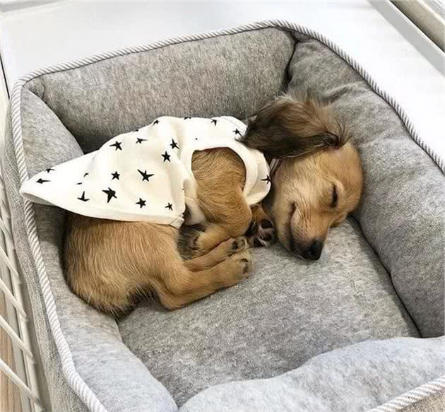 狗狗突然绝食:没想到它也会患上抑郁症