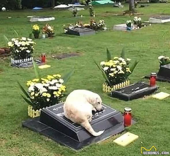 狗狗突然绝食:没想到它也会患上抑郁症